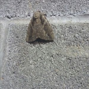 Meet your Posher, Rad